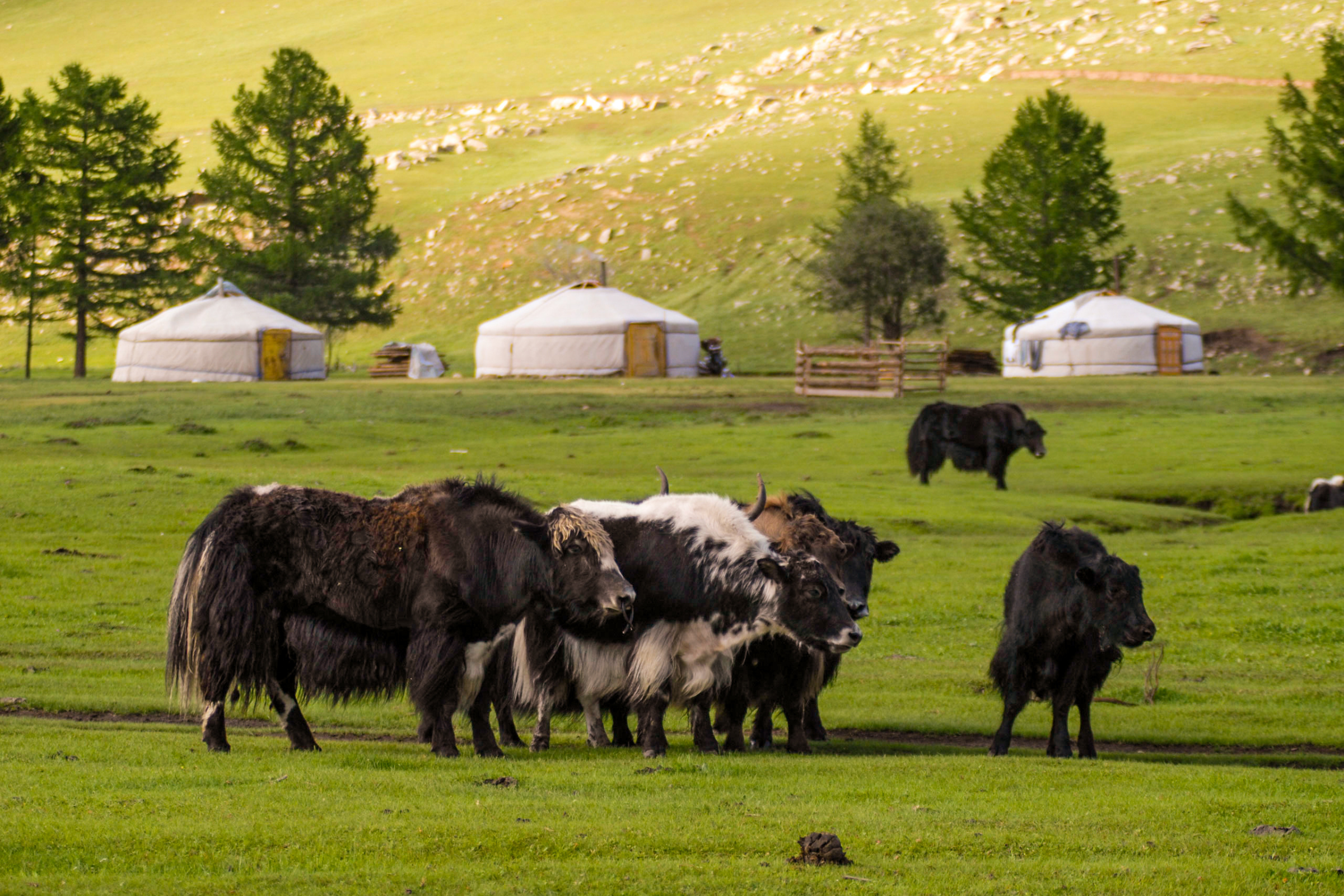 yak kharka.webp